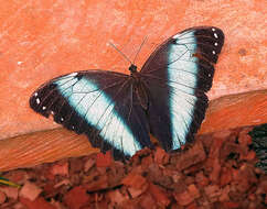 Image of Blue-banded Morpho Butterfly