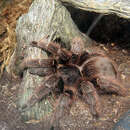 Image of Pink Zebra Beauty Tarantula