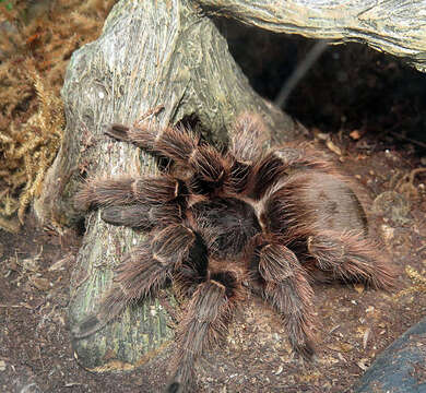 Image of Pink Zebra Beauty Tarantula