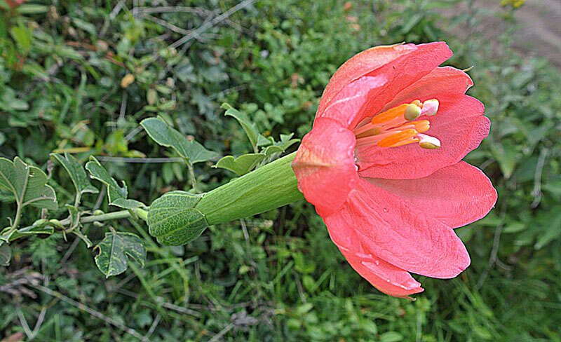 Imagem de Passiflora mixta L. fil.