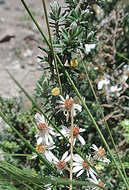 Image of Diplostephium ericoides (Lam.) Cabrera