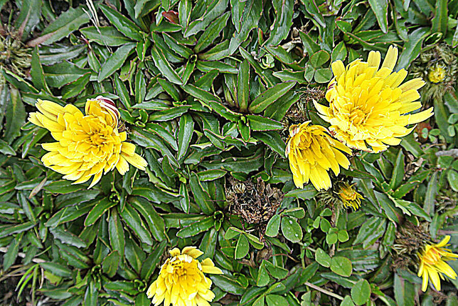 Image de Hypochaeris sessiliflora Kunth