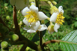 Image of Saurauia montana Seem.