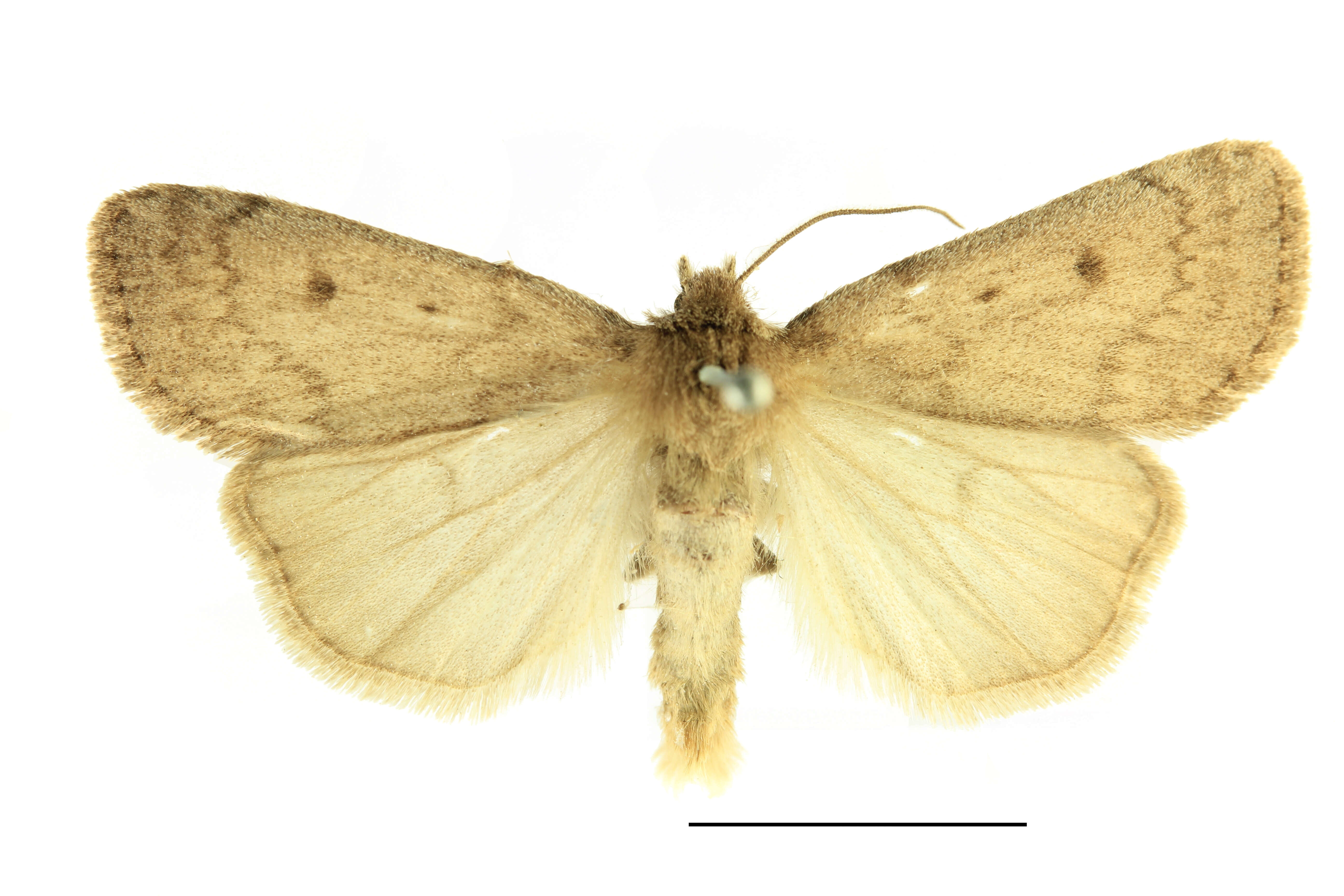 Image of Marsh moth