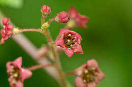 Image of trailing black currant