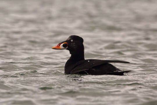 Image of scoter