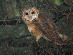 Image of American Barn Owl