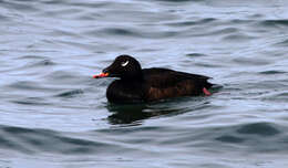 Image of White-winged Scoter