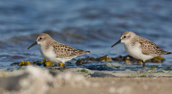 Image of Western Sandpiper