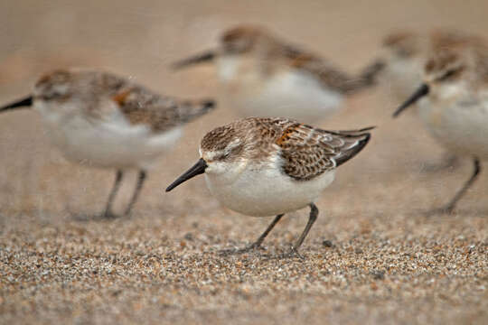 Image of Western Sandpiper