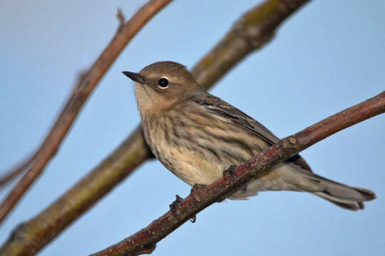 Image of Myrtle Warbler