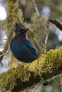 Image of Steller's Jay