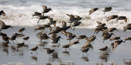 Image of Western Sandpiper