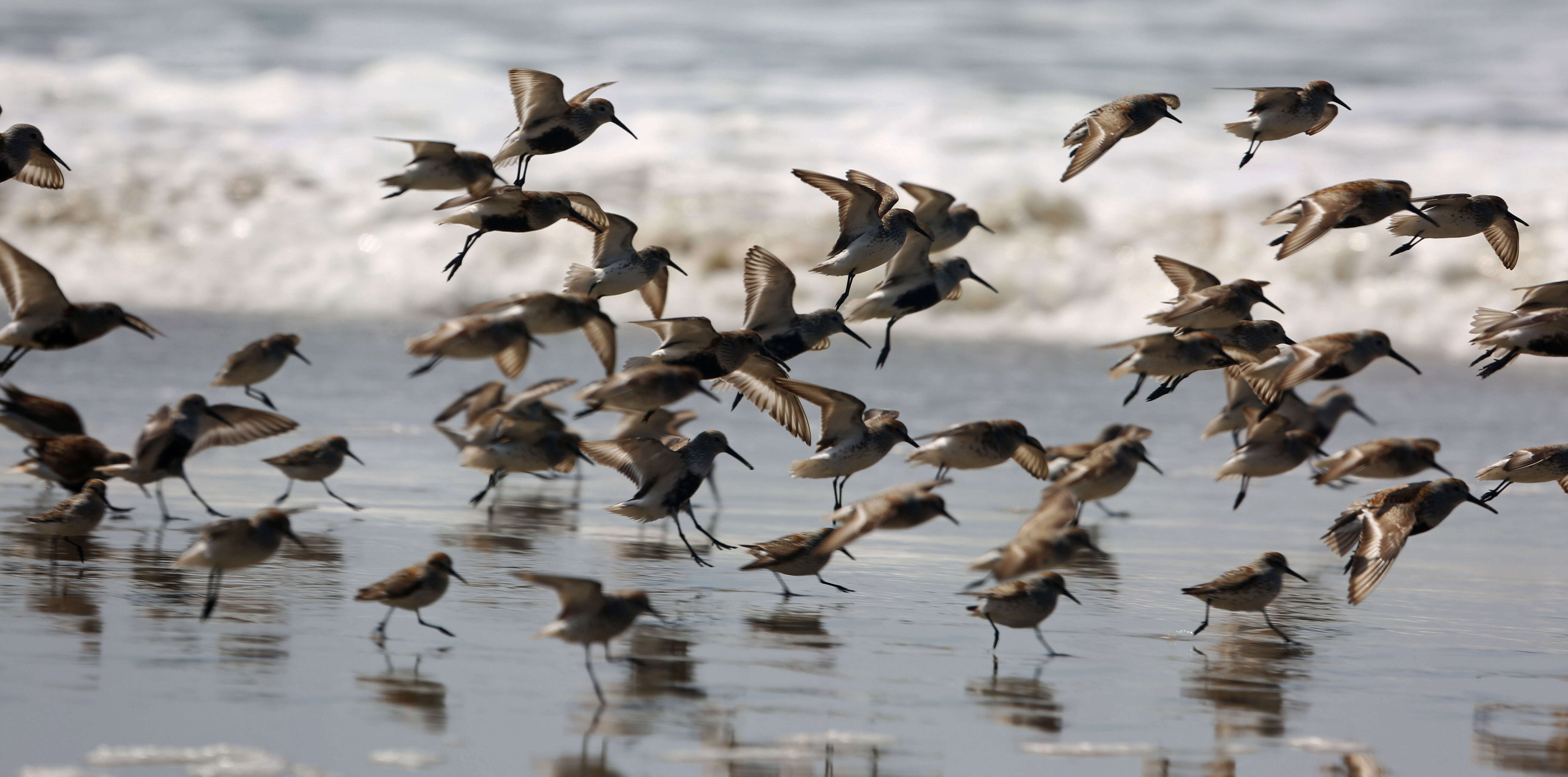 Image of Western Sandpiper