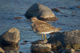 Image of Pectoral Sandpiper