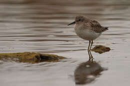 Image of Least Sandpiper