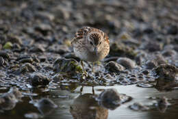 Image of Least Sandpiper