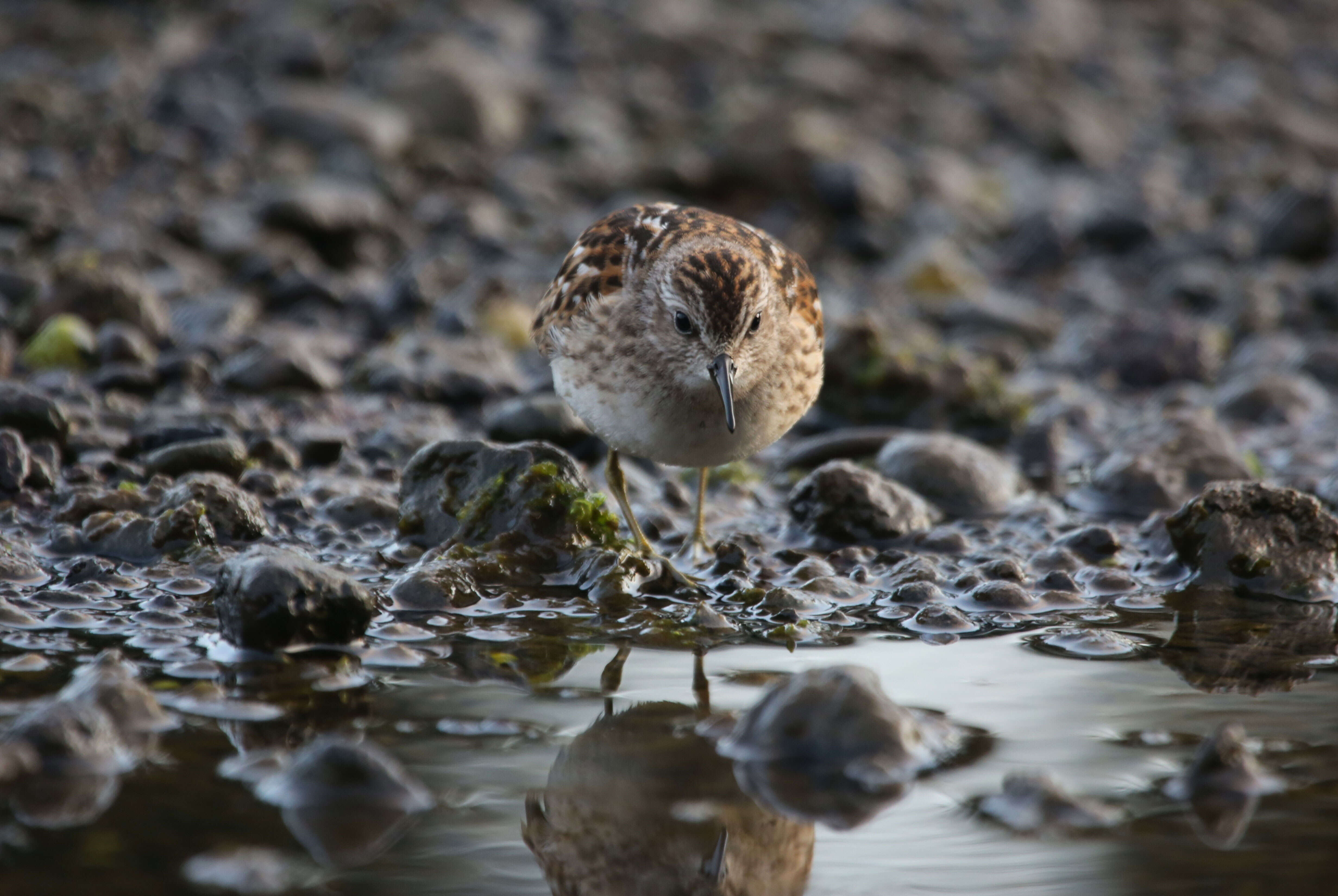 Image of Least Sandpiper