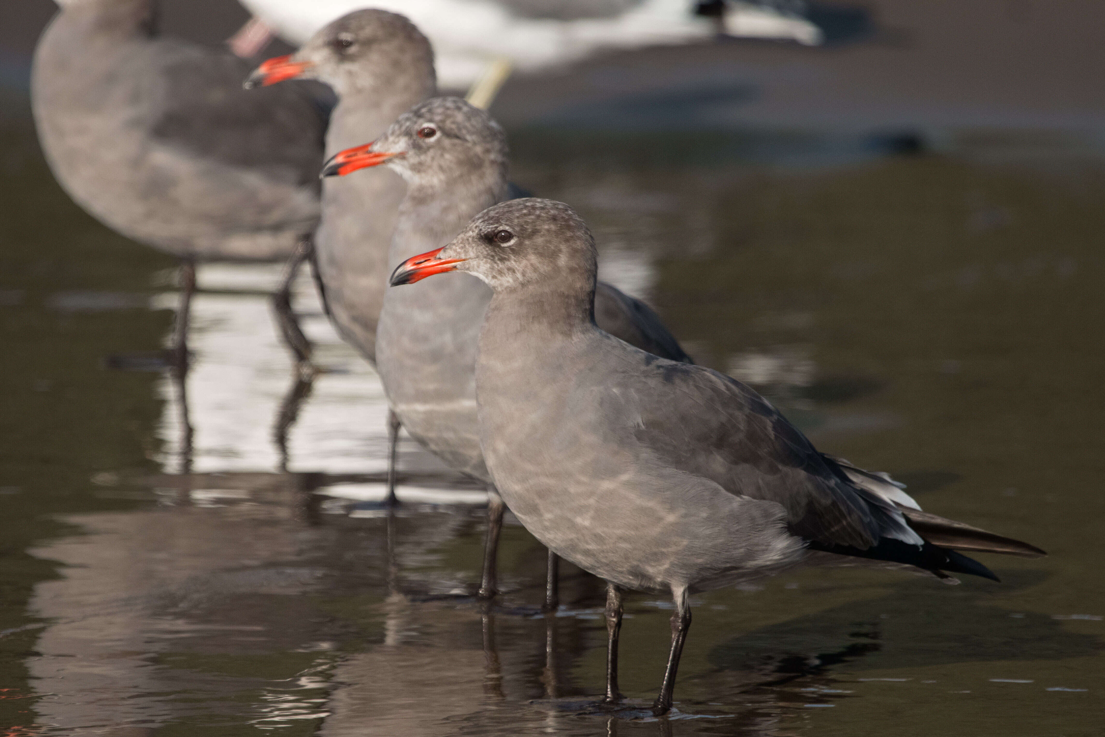 Larus heermanni Cassin 1852 resmi