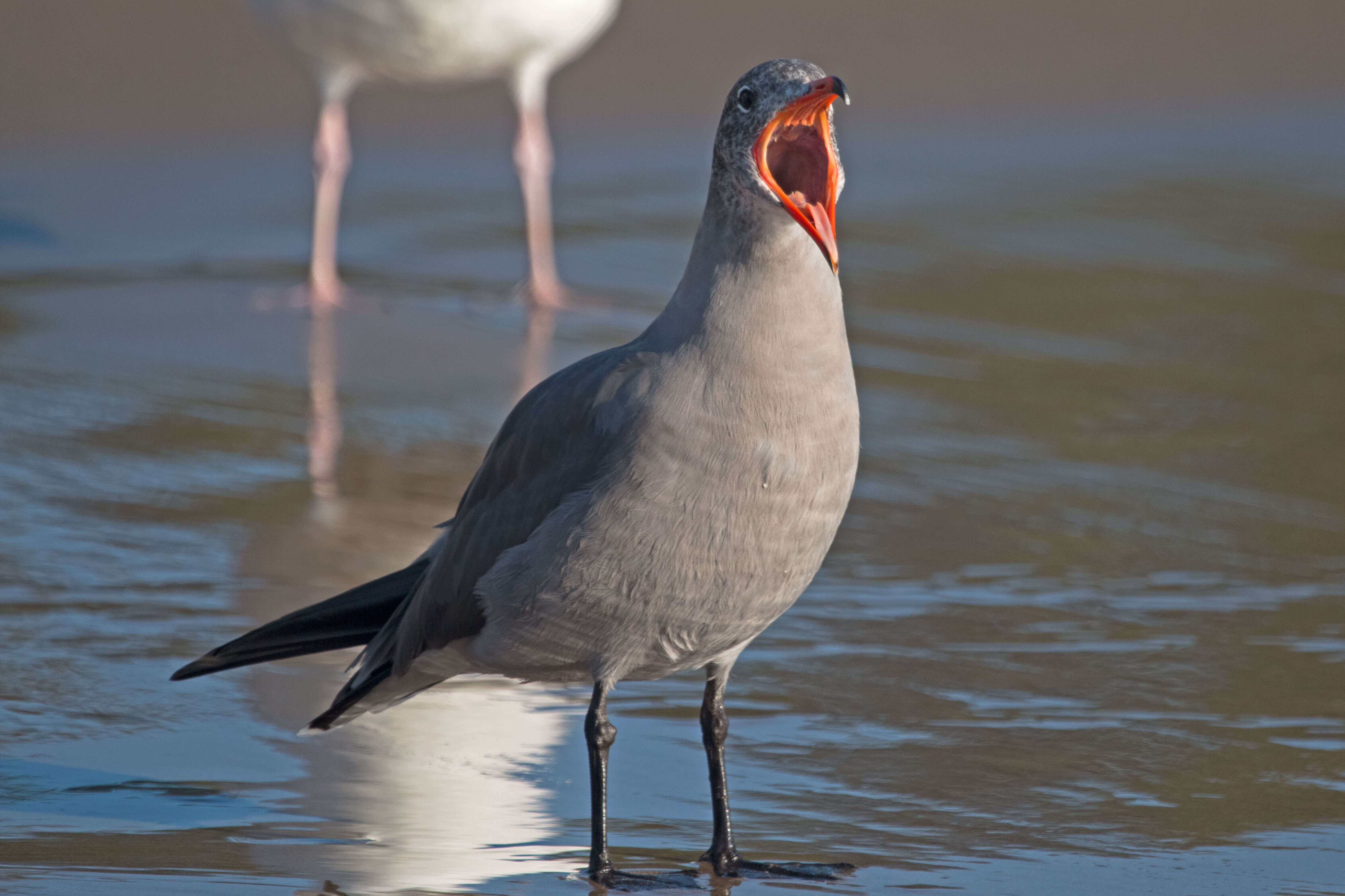 Image of Heermann's Gull