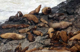 Image of northerns sea lions