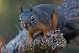 Image of Douglas's Squirrel