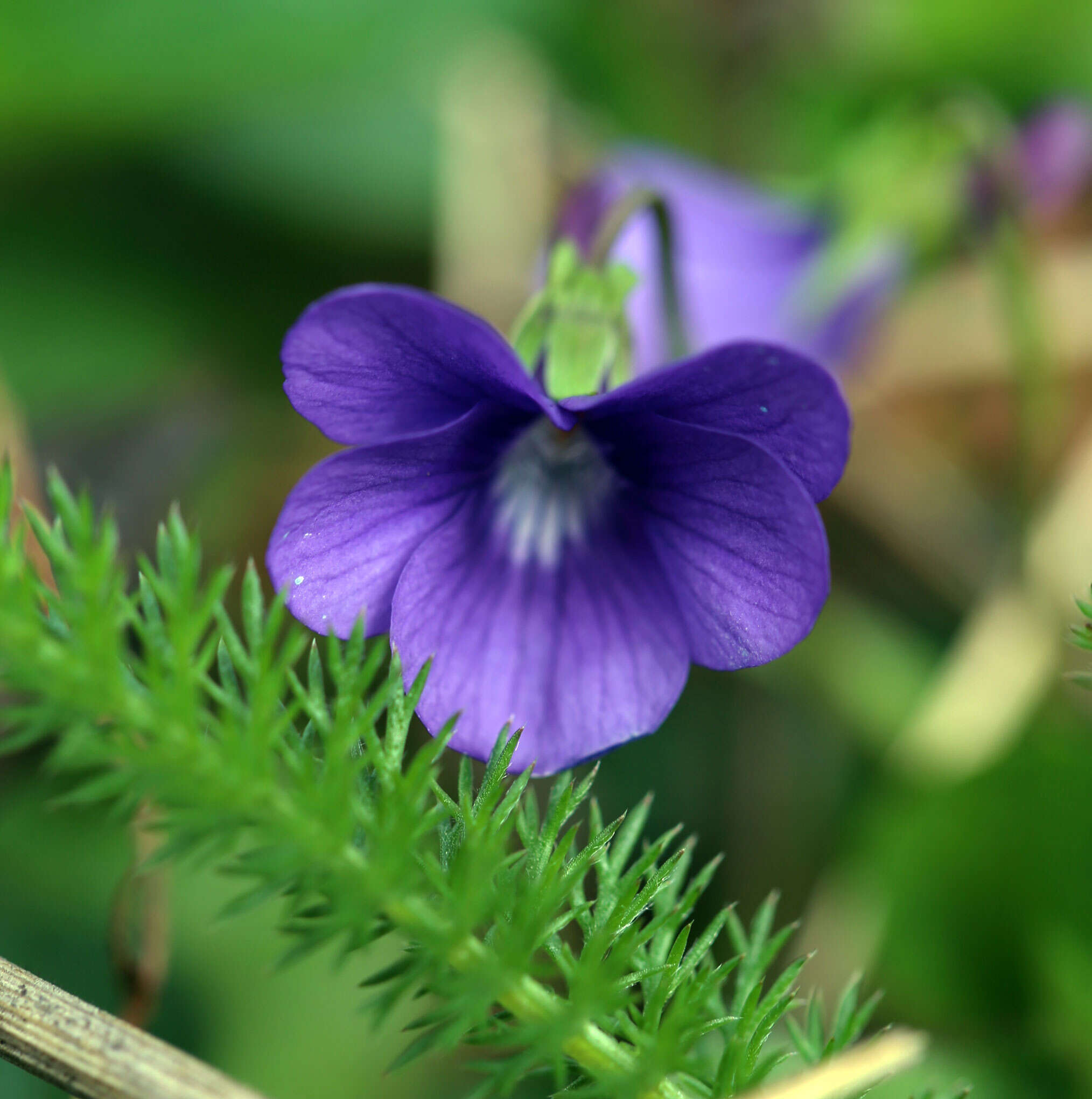 Image of Early Blue (Hook) Violet