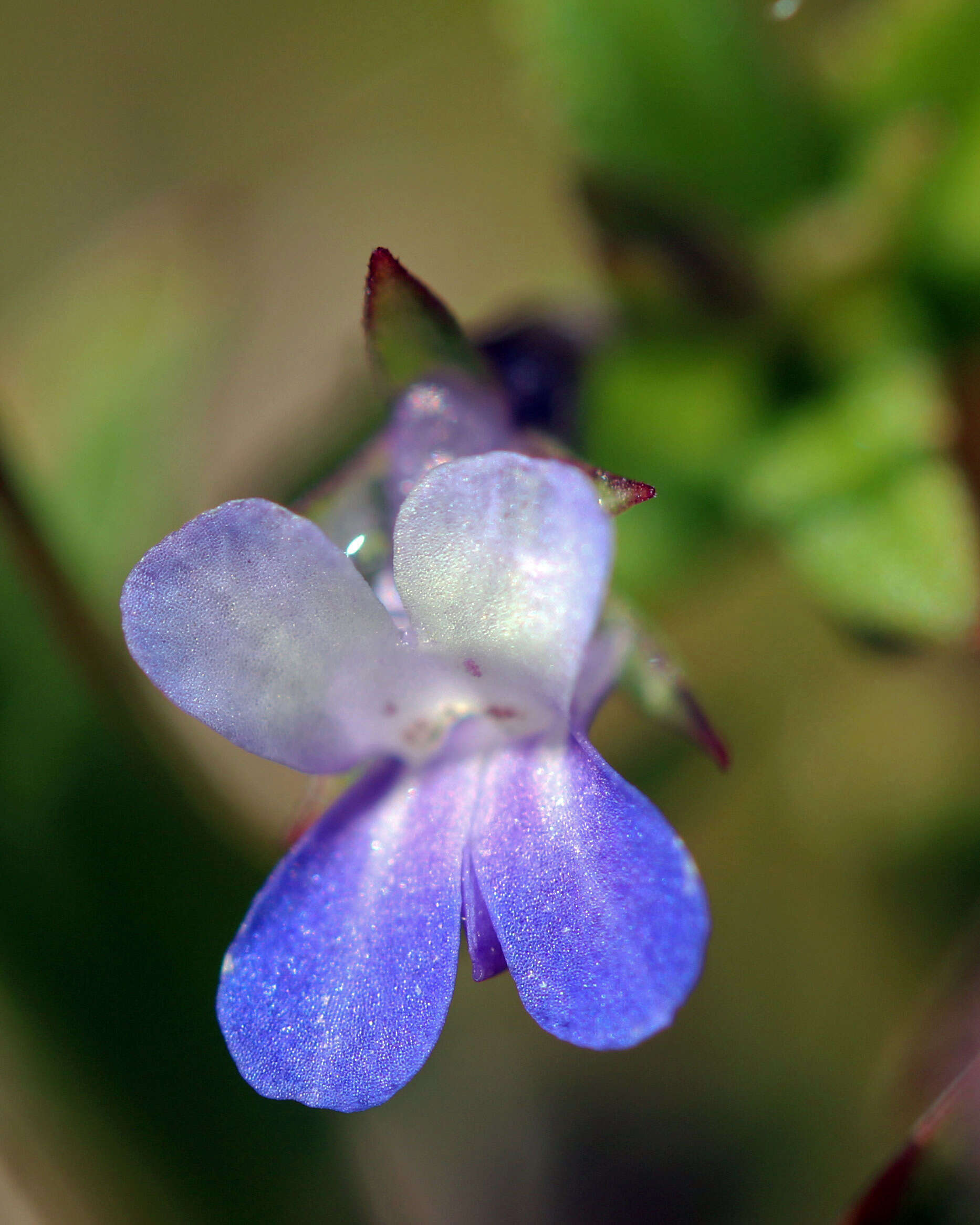 Image of maiden blue eyed Mary