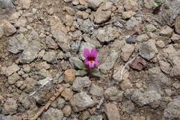 Plancia ëd Mimulus