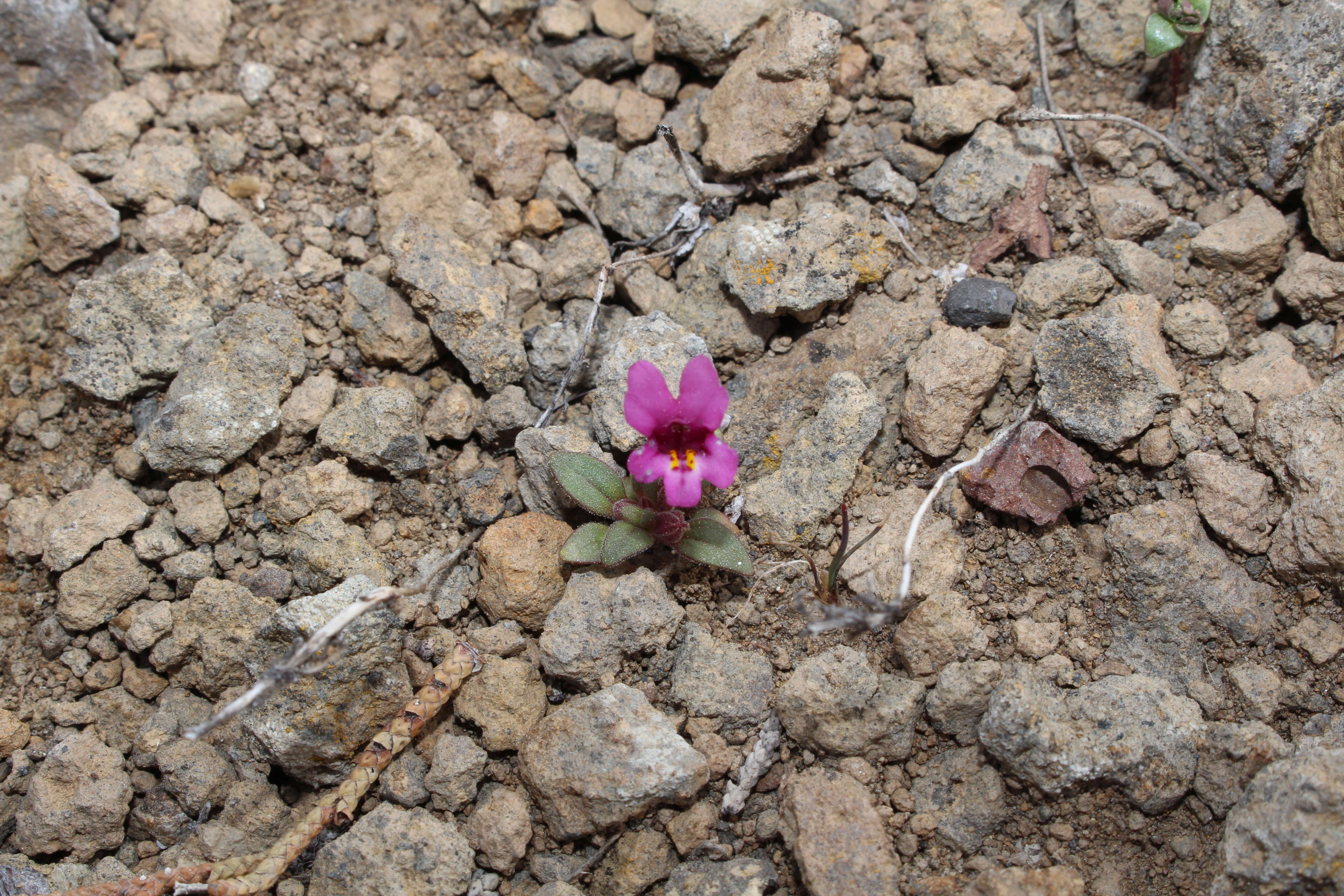 Plancia ëd Mimulus