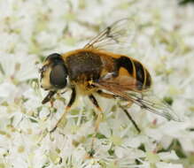 Image of <i>Eristalis horticola</i>