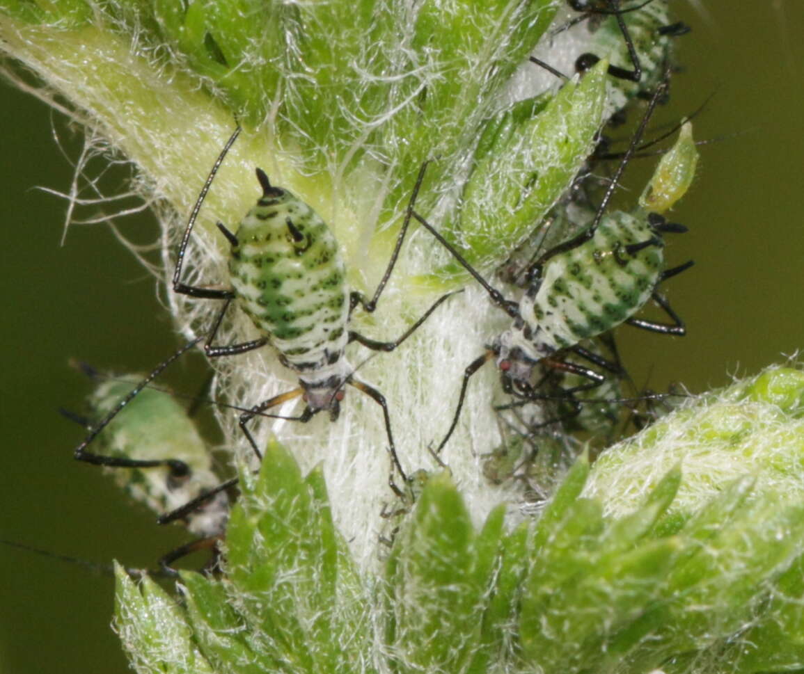 Image of Aphid