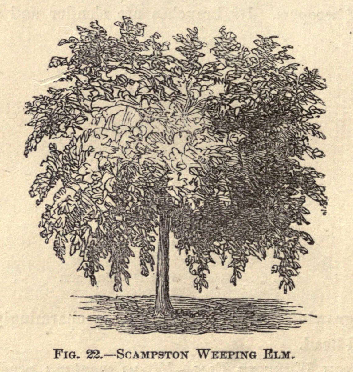 Image of Ulmus scampstoniensis