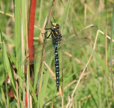 Image of Common Hawker