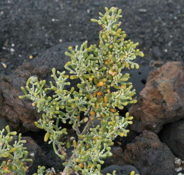 Image of Tetraena fontanesii (Webb & Berthel.) Beier & Thulin