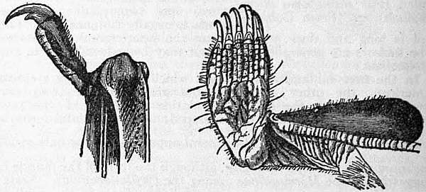 Слика од Mystacinidae Dobson 1875