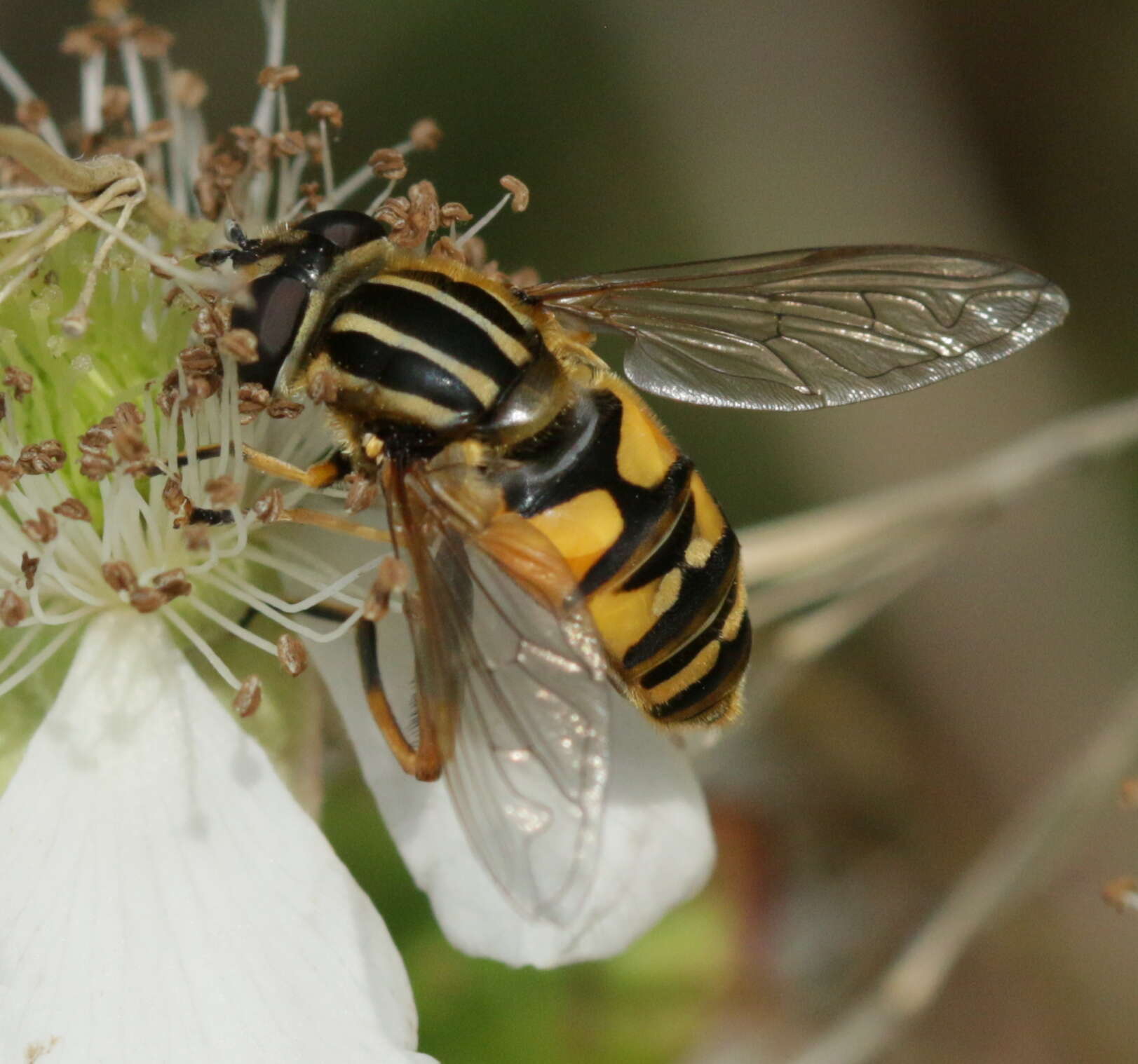 Image of Marsh Hoverfly