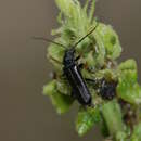 Image of Cantharis nigra