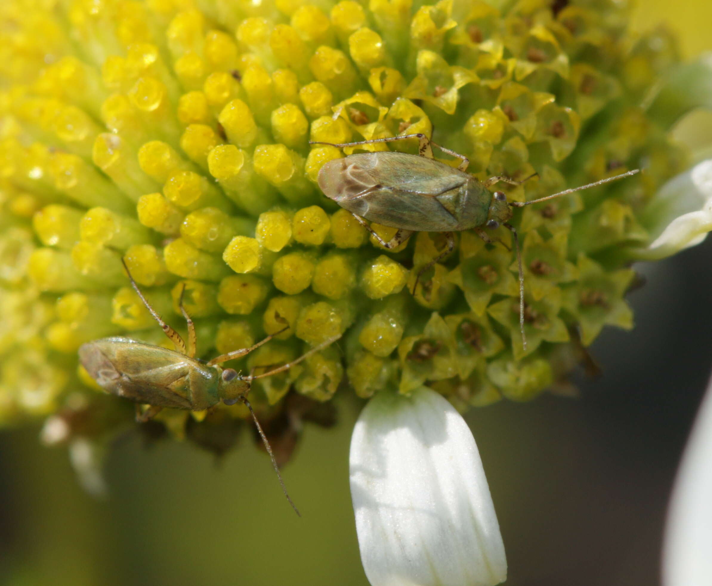 Plagiognathus chrysanthemi (Wolff 1804)的圖片