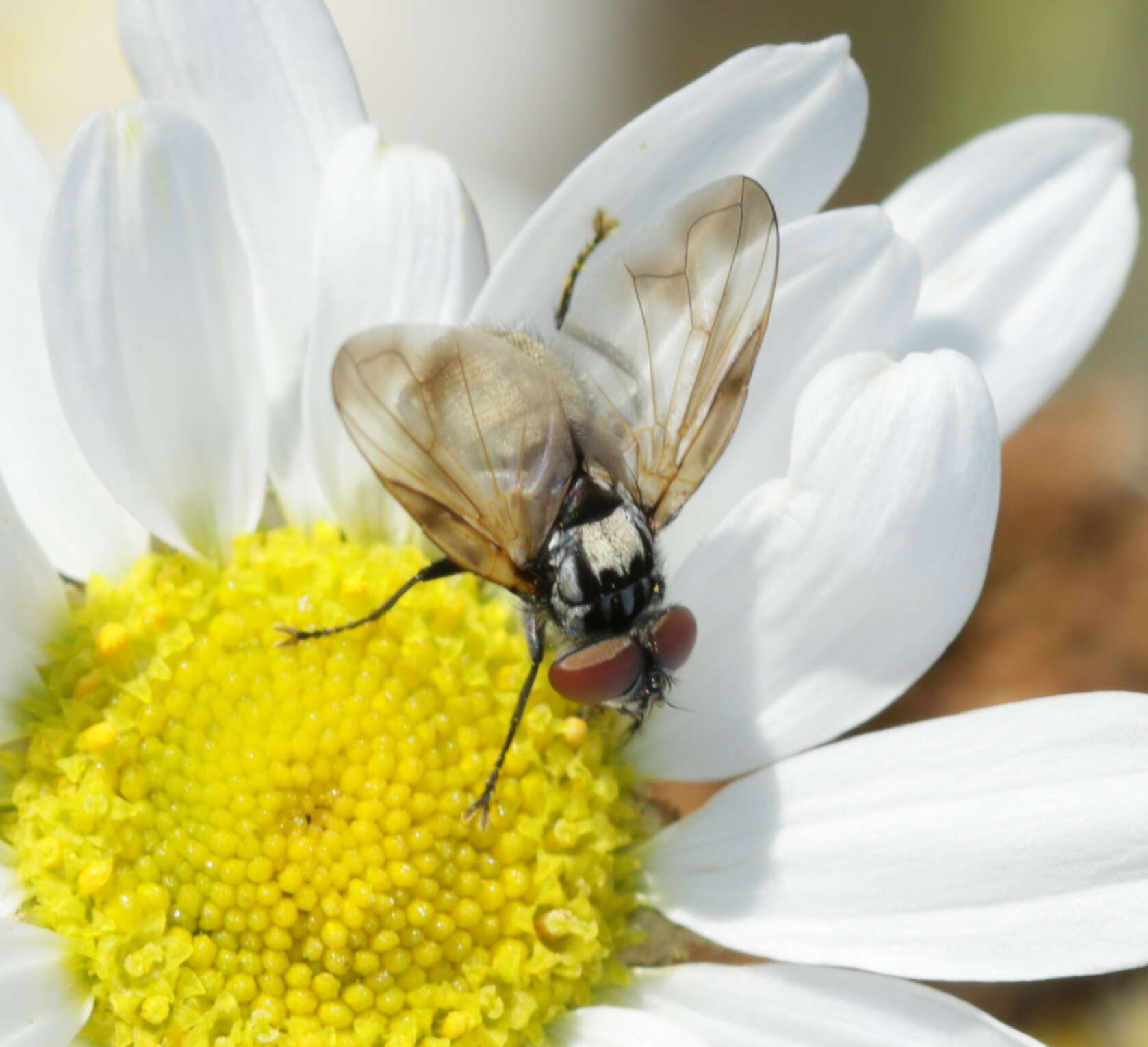 Image of Phasia obesa (Fabricius 1798)