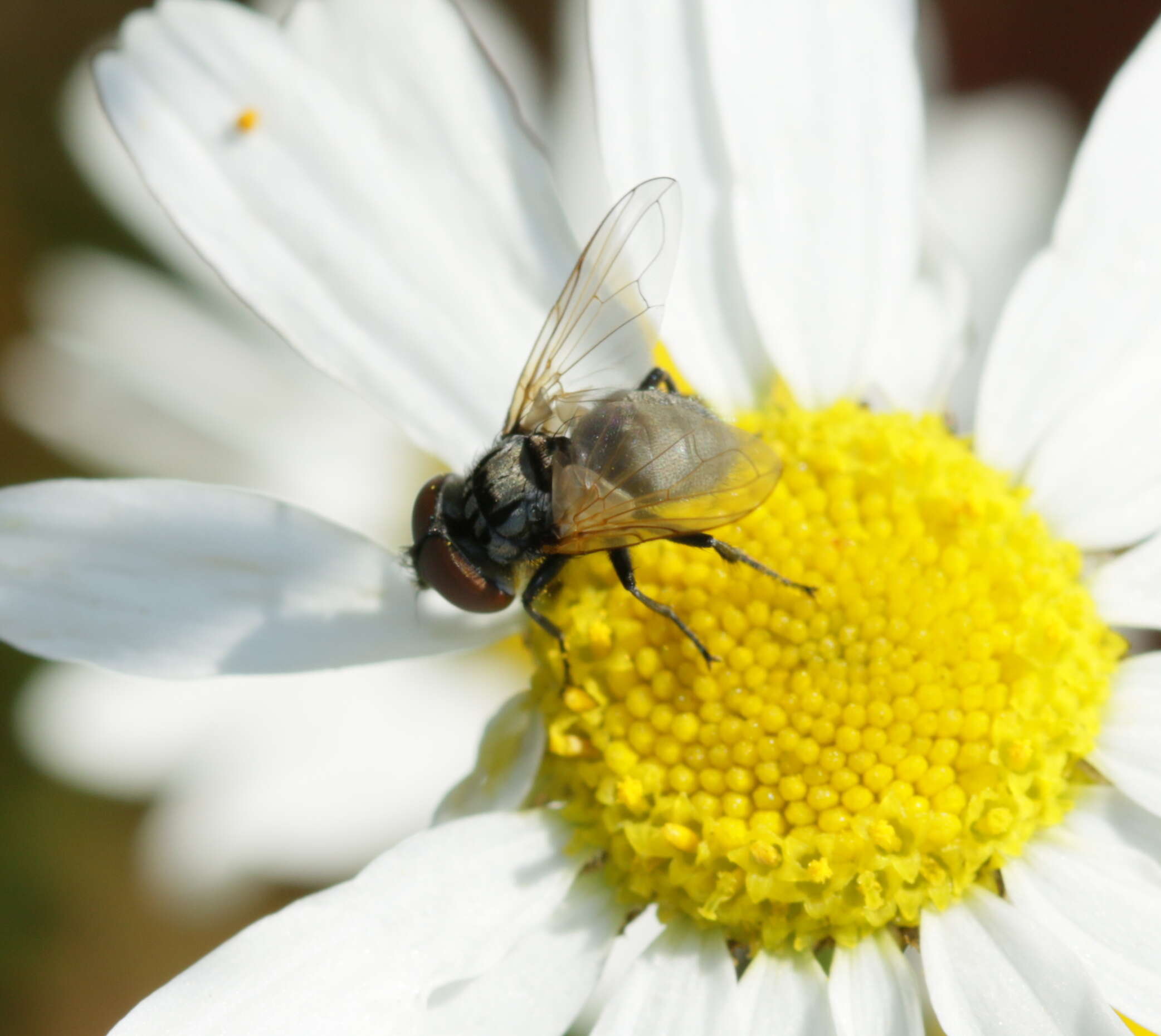 Image of Phasia obesa (Fabricius 1798)