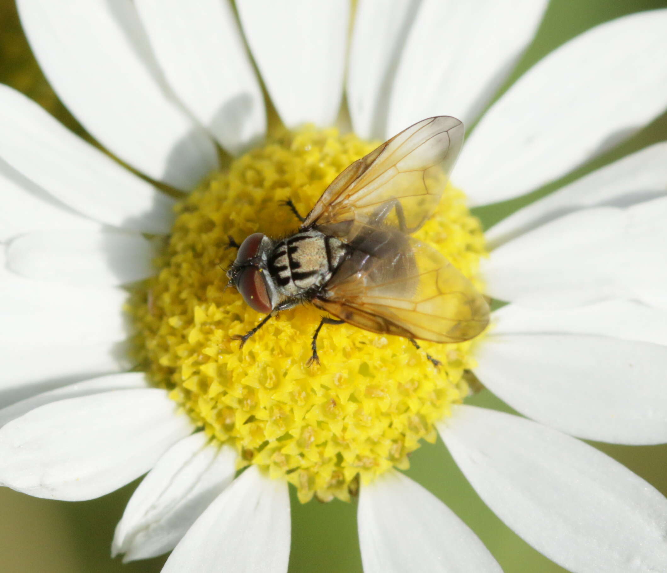 Image of Phasia obesa (Fabricius 1798)