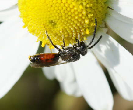 صورة Sphecodes Latreille 1804