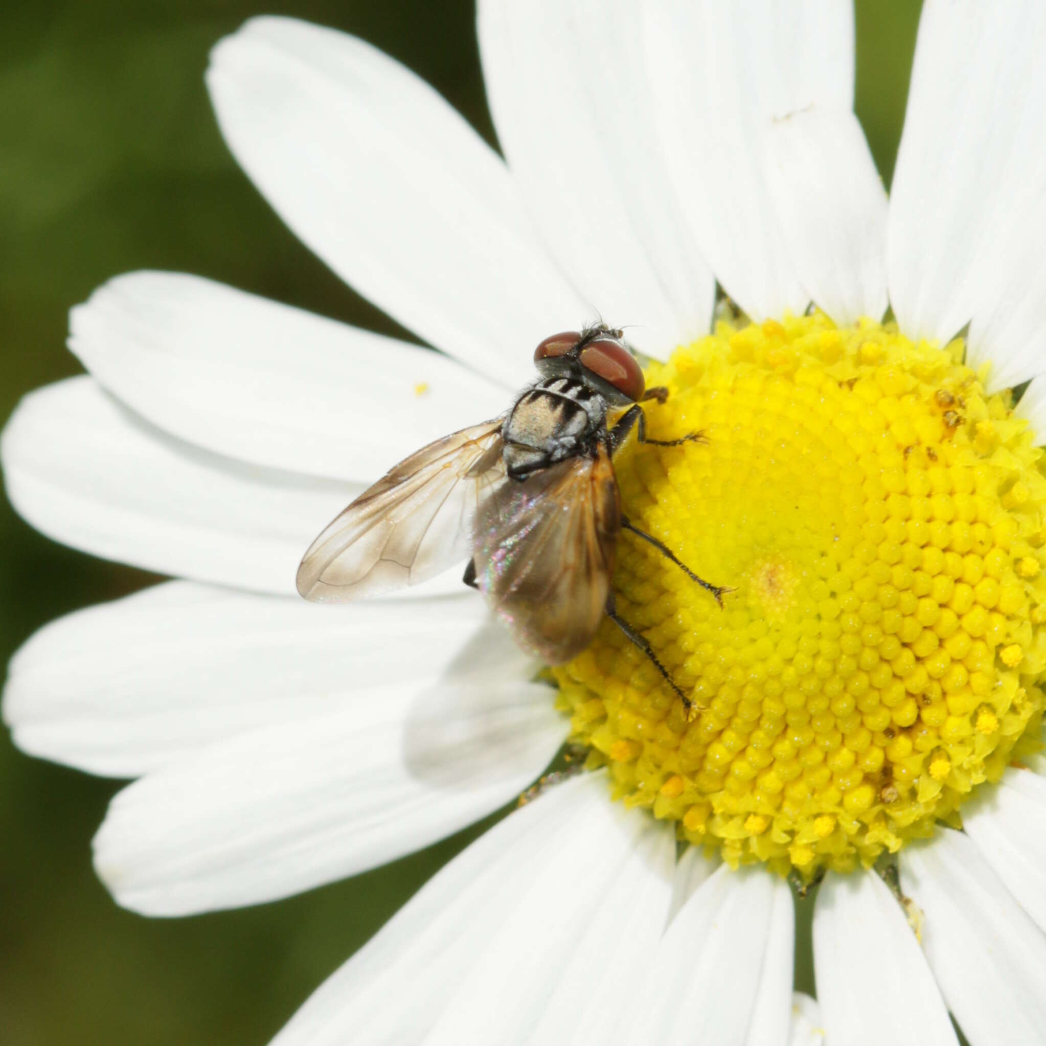 Image of Phasia obesa (Fabricius 1798)