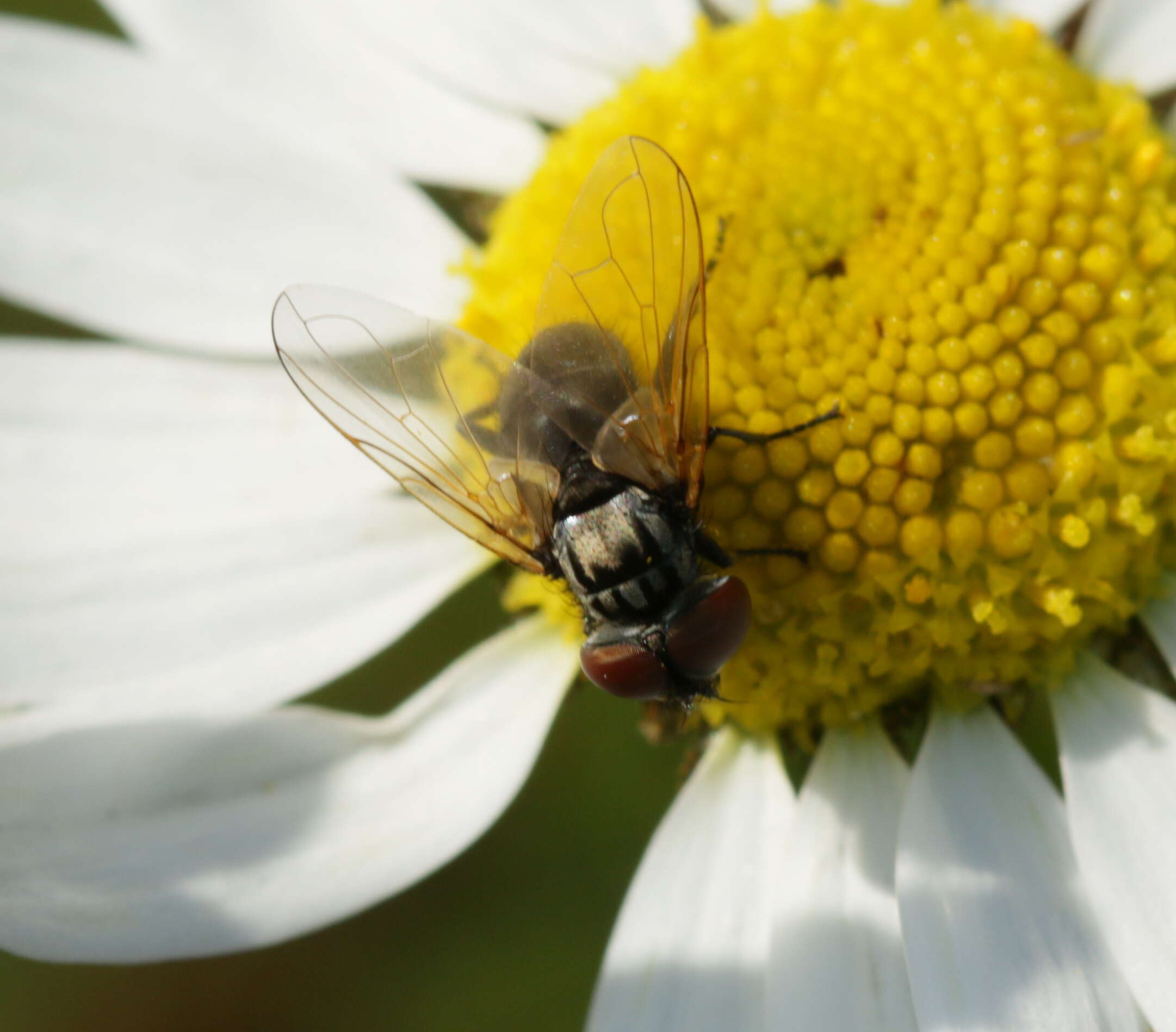 Image of Phasia obesa (Fabricius 1798)