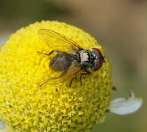 Image of Phasia obesa (Fabricius 1798)