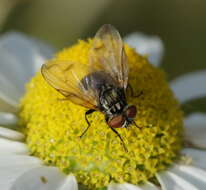 Image of Phasia obesa (Fabricius 1798)