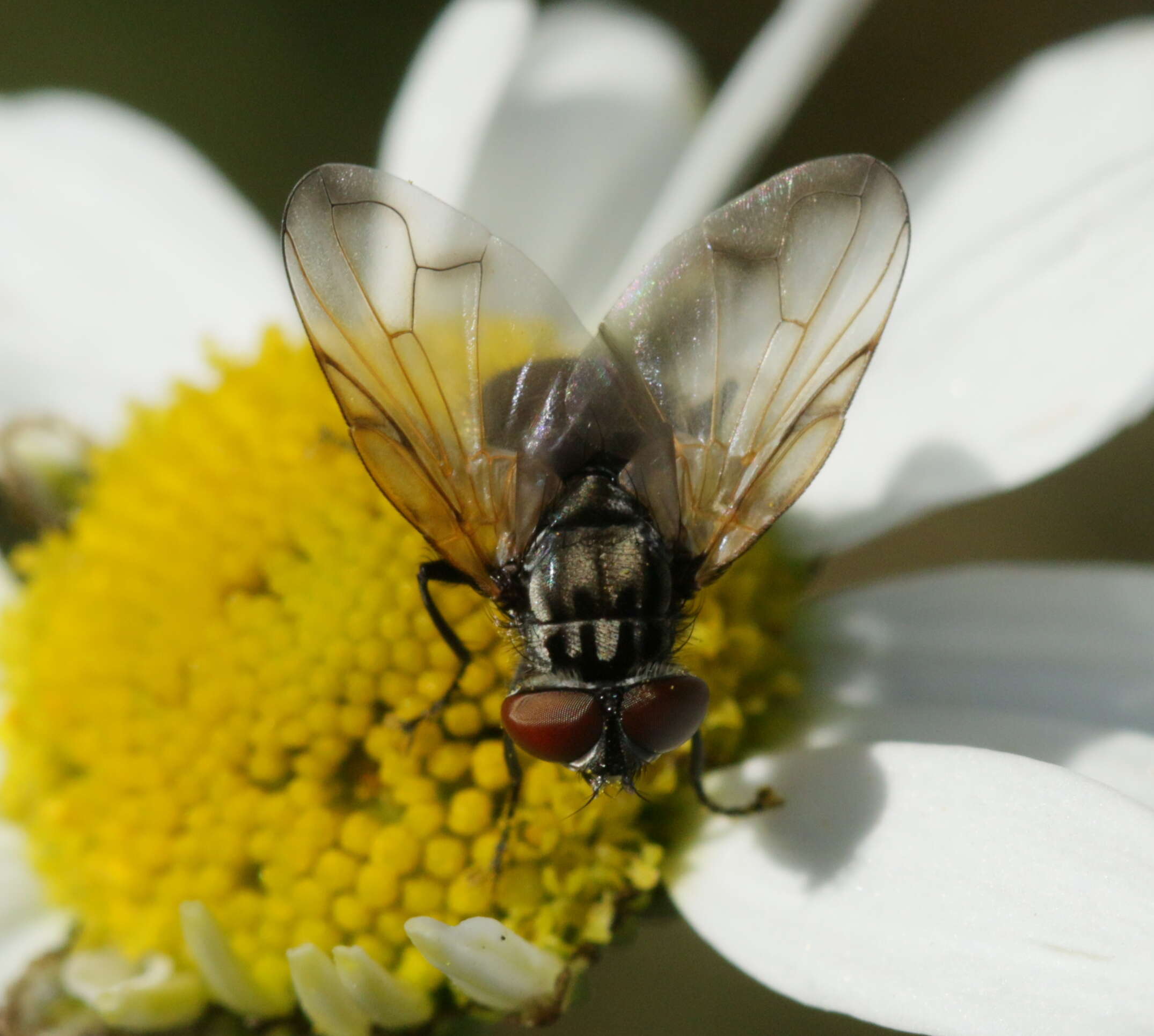 Image of Phasia obesa (Fabricius 1798)