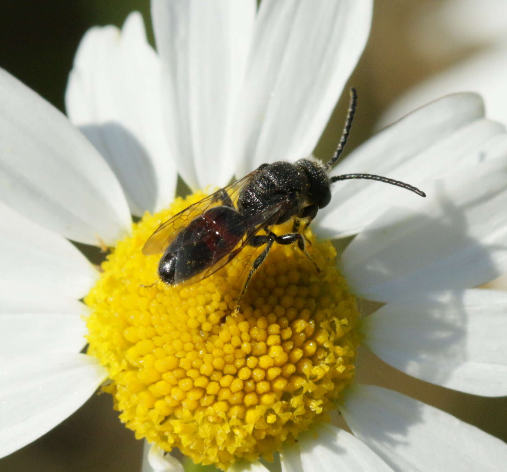 Image of Sphecodes Latreille 1804