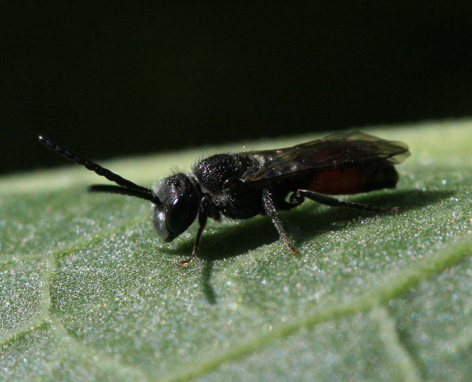 Image of Sphecodes Latreille 1804